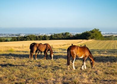 Of Birds and Horses