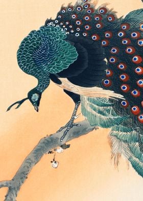 Peacock Traditional Japane