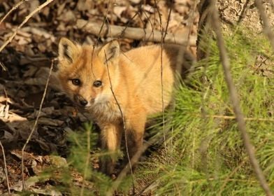 Shy fox kit