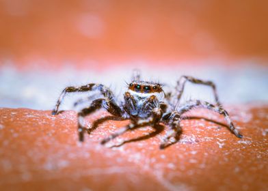 Jumping spider