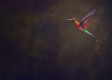 Hummingbird