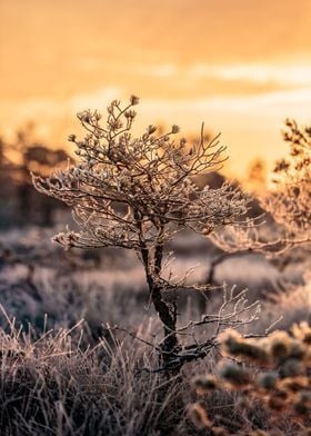 Flaunting ice crystals