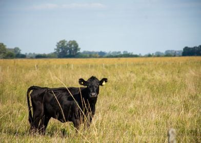 Staring Cow