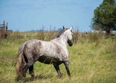 Gallop