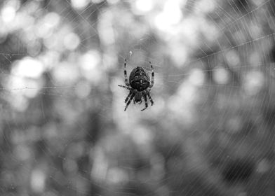 Spider Black White