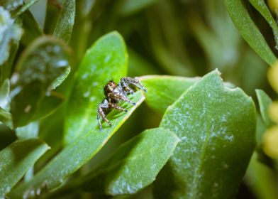 Jumping spider