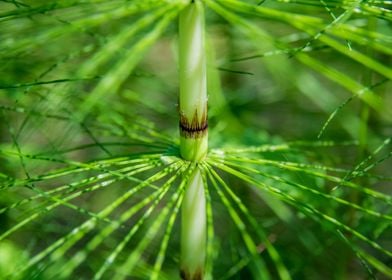 Green Pattern