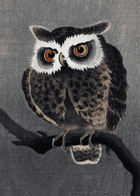 Long Eared Owl Traditional