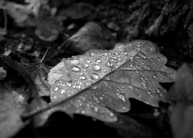 Dew Drops on Autumn Leaves