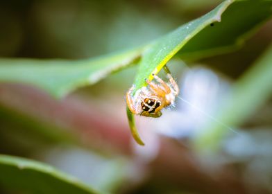 Jumping spider