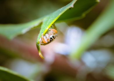 Jumping spider