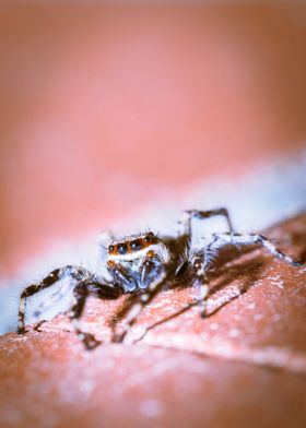 Jumping spider