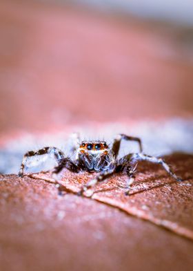 Jumping spider