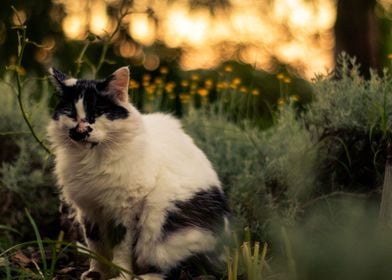 Angry Sunset Cat