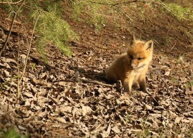 Baby fox kit