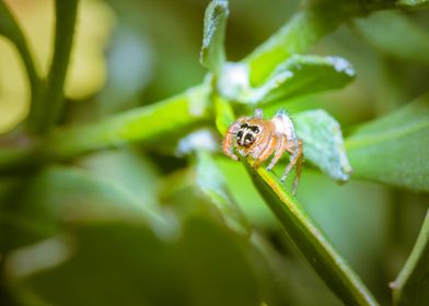 Jumping spider