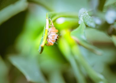 Jumping spider