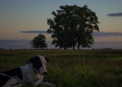 Dusk Dog