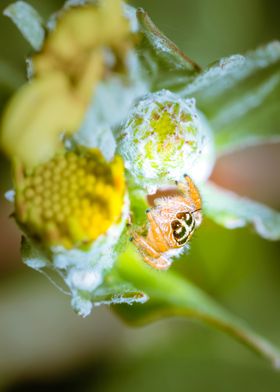 Jumping spider