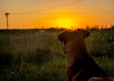 Sunset Dog