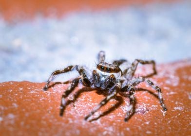 Jumping spider