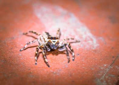 Jumping spider