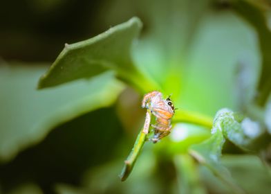 Jumping spider