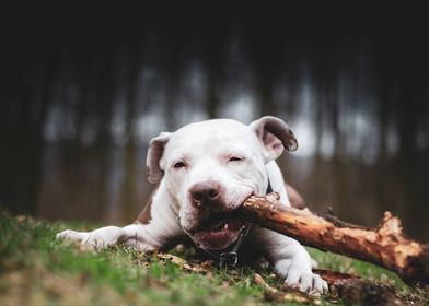 Young pitbull terrier