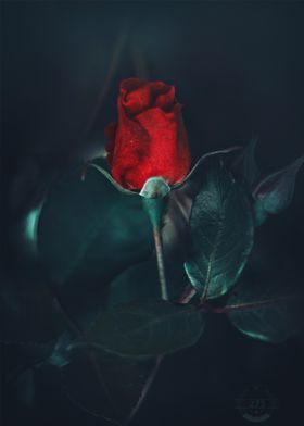 Red rosebud