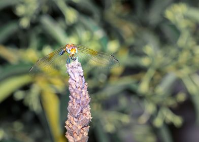 Dragonfly