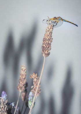 Dragonfly