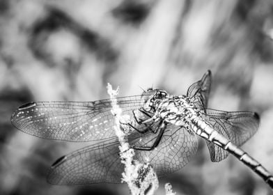 Dragonfly