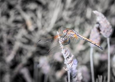 Dragonfly