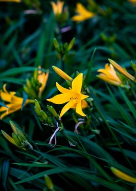 yellow Flowers 