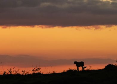 silhouette of a cheetah