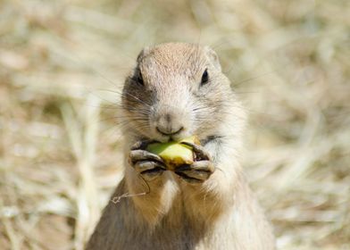 Ground squirrel