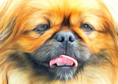 Pekingese CloseUp