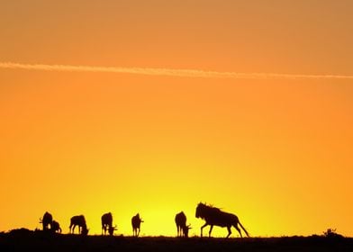 wildebeests during sunset