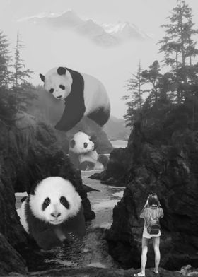 West Coast Pandas