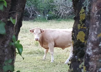 vache cow
