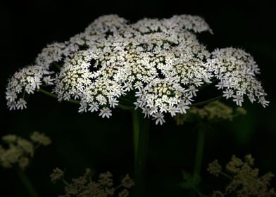 Wild Flowers of Essex