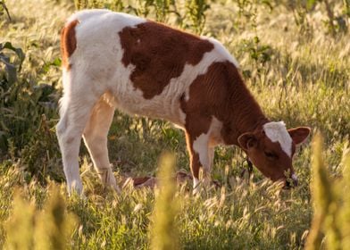 A calf with brown spots