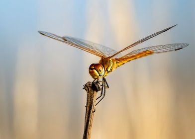 Red Vein Darter