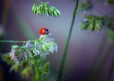 Ladybird