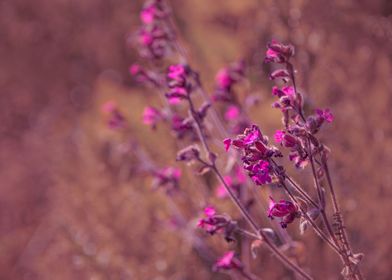 Wild Flowers of Essex