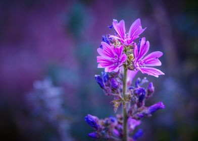 Wild Flowers of Essex