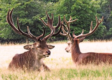 Deer in the grass