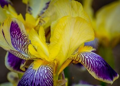 Iris flower closeup