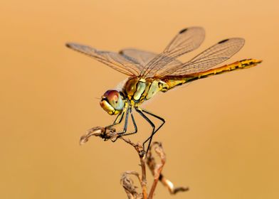 Red Vein Darter