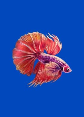 Pink Betta Fish on Blue